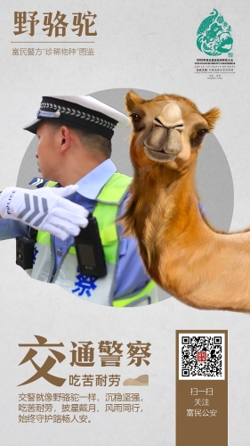 4野骆驼-交警 4野骆驼-交警